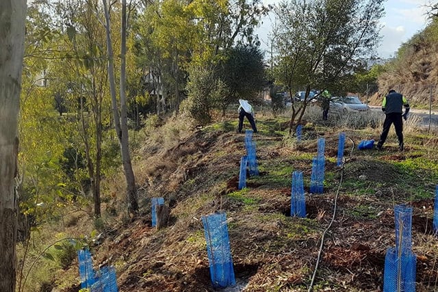 El trabajo, firmado por Ángel Ruiz Valero, Enrique Salvo Tierra y Jaime Pereña Ortiz, ha sido publicado en ‘Urban Science’, bajo el título ‘The Spatial Data Generating Process Matters: Re-Evaluating Socio-Economic and Demographic Drivers of Environmental Justice of Urban Tree Ecosystem Services in Two Mediterranean Cities’. El inventariado de árboles urbanos objeto de estudio se corresponden con los que se encuentran en Málaga y en Sevilla.