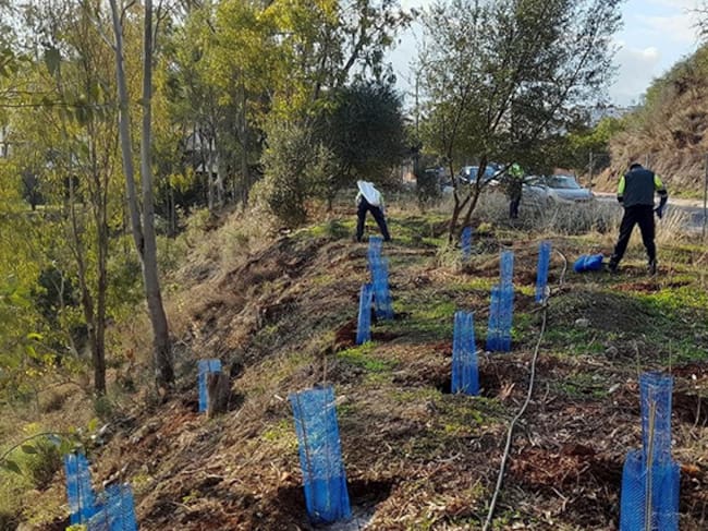 El trabajo, firmado por Ángel Ruiz Valero, Enrique Salvo Tierra y Jaime Pereña Ortiz, ha sido publicado en ‘Urban Science’, bajo el título ‘The Spatial Data Generating Process Matters: Re-Evaluating Socio-Economic and Demographic Drivers of Environmental Justice of Urban Tree Ecosystem Services in Two Mediterranean Cities’. El inventariado de árboles urbanos objeto de estudio se corresponden con los que se encuentran en Málaga y en Sevilla.