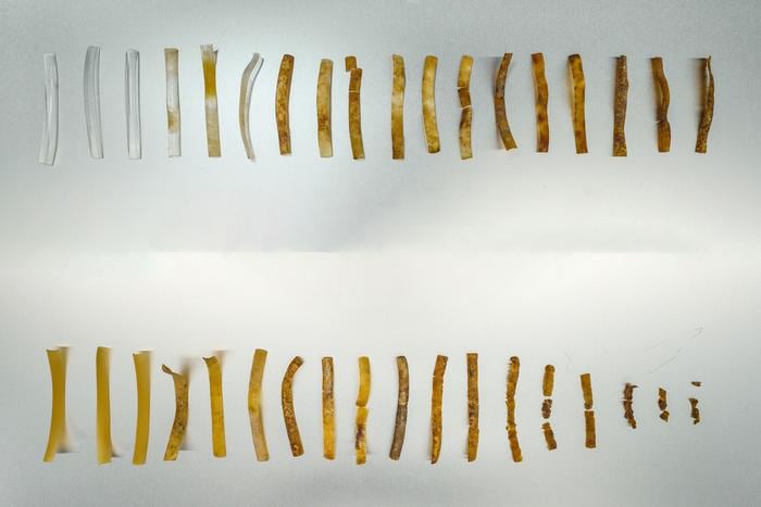 Tiras de TPU simple (arriba) y TPU &quot;vivo&quot; (abajo) en diferentes etapas de descomposición durante cinco meses de estar en compost. | CRÉDITO: David Baillot/Facultad de Ingeniería Jacobs de la Universidad de California en San Diego