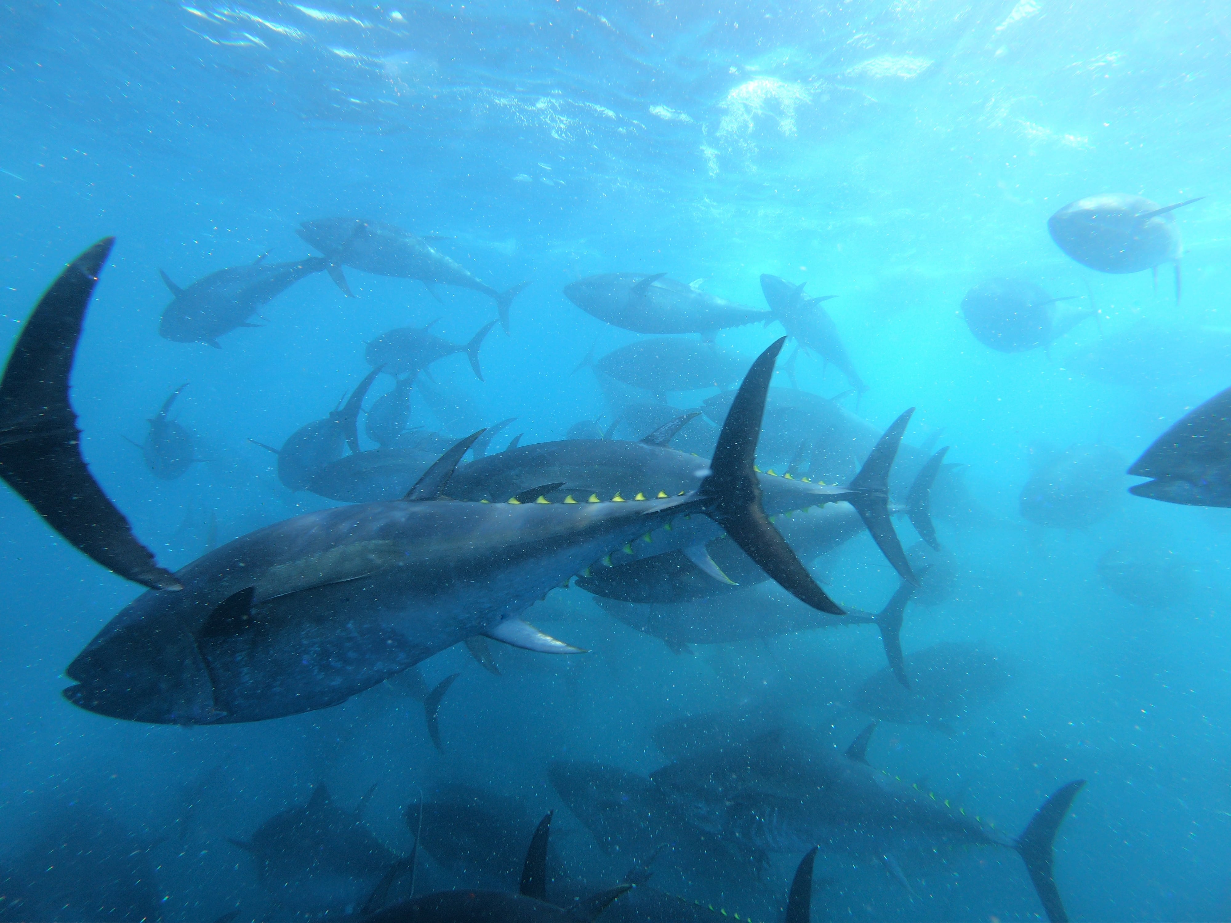 CARTAGENA (MURCIA), 20/09/2025.- Atunes en el Instituto Español de Oceanografía (IEO) en Cartagena (Murcia). El IEO está dando pasos decisivos hacia el objetivo de cerrar el ciclo completo de la cría del atún rojo en cautividad, desde la fase larvaria hasta la juvenil, un reto científico clave para garantizar la sostenibilidad de esta especie emblemática. EFE/ Ricardo Fuentes /  ***SOLO USO EDITORIAL/SOLO DISPONIBLE PARA ILUSTRAR LA NOTICIA QUE ACOMPAÑA (CRÉDITO OBLIGATORIO)***