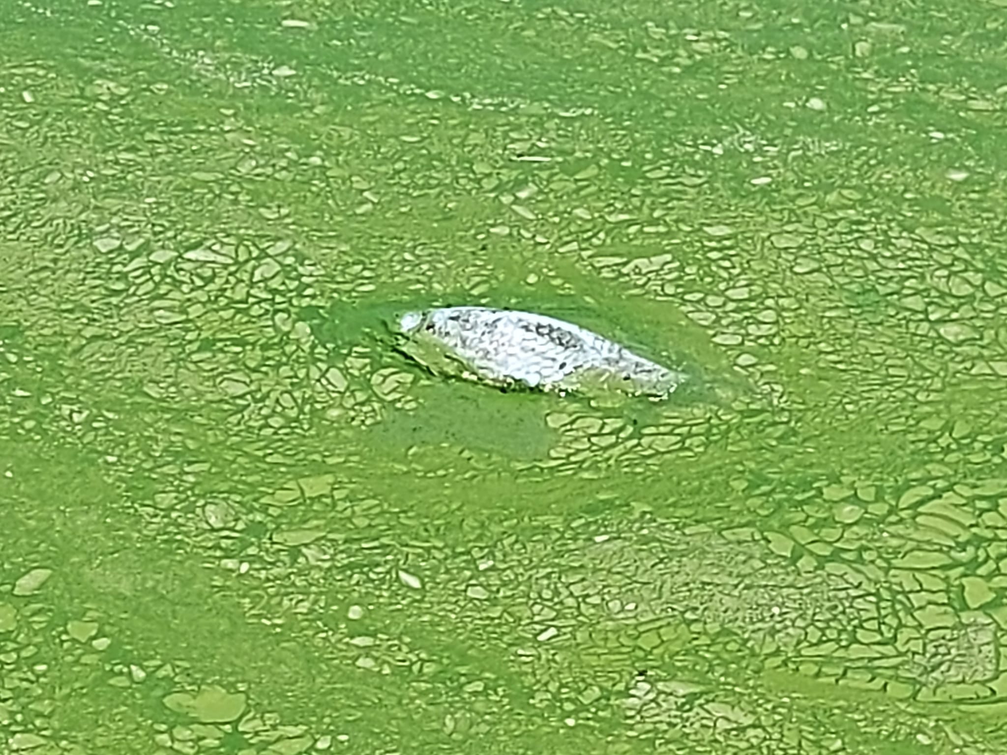 Los peces mueren por falta de oxígeno