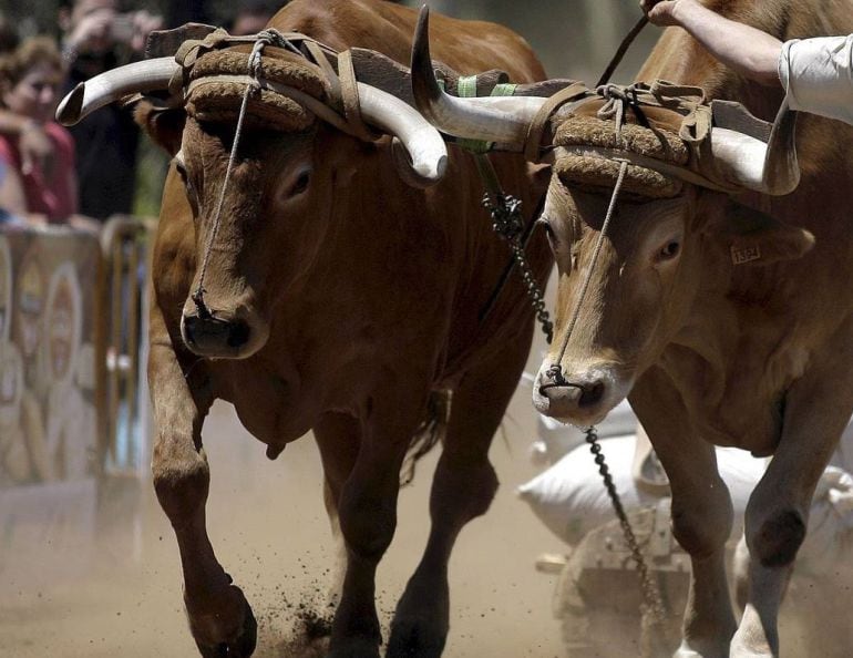 500 veterinarios advierten del &quot;maltrato físico&quot; en el arrastre de ganado