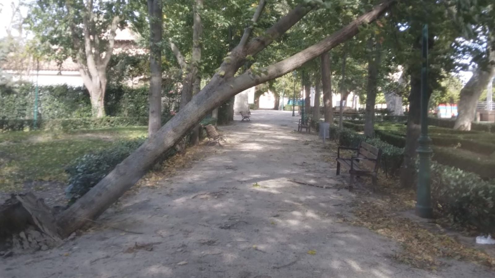 Imagen de un árbol caído en la ciudad de Toledo