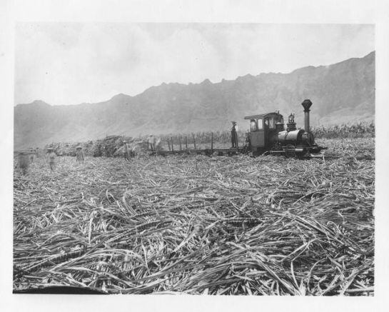 Tren en los campos de caña de azúcar