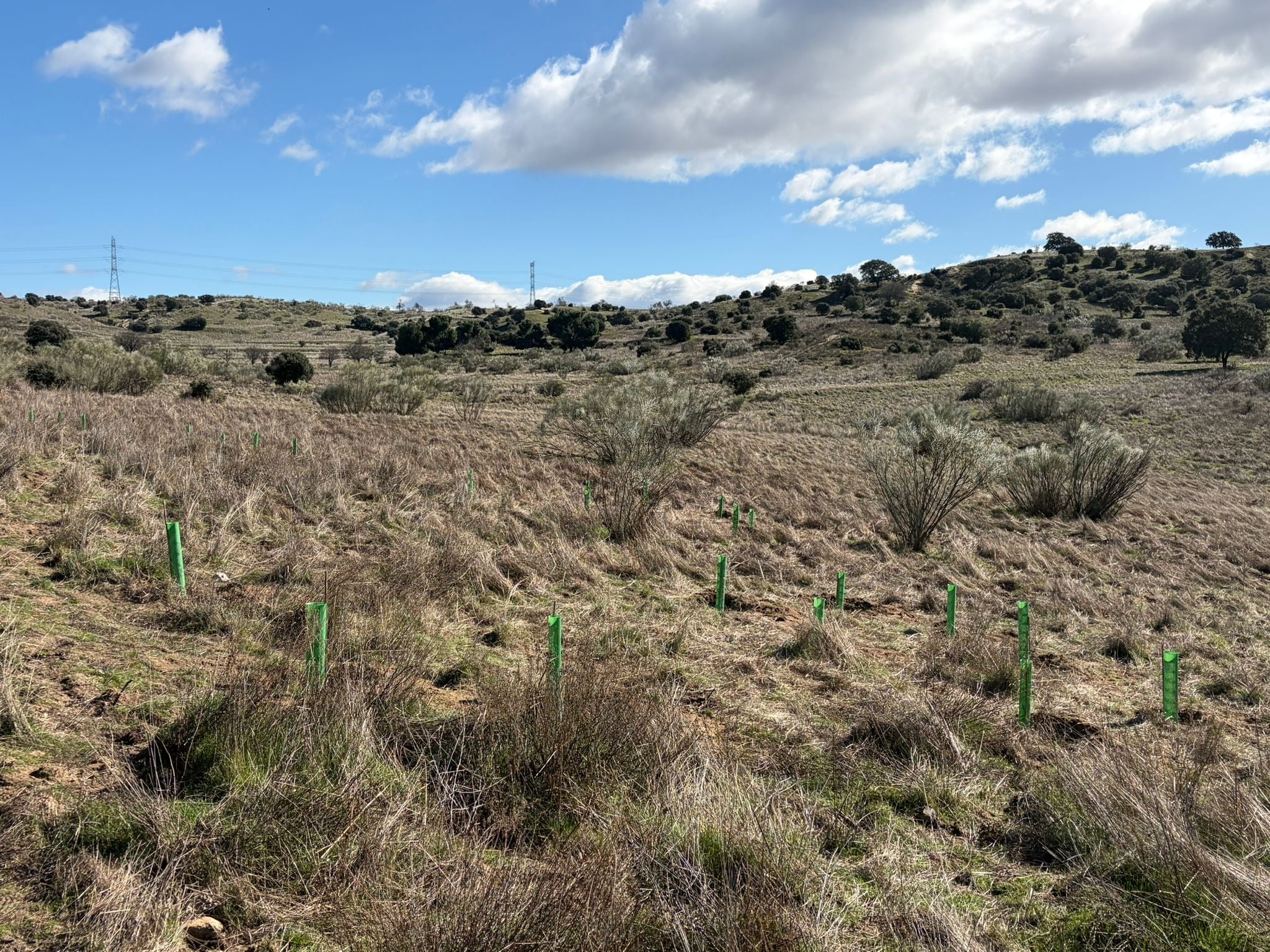 Plantación en Valdeloshielos (Tres Cantos)