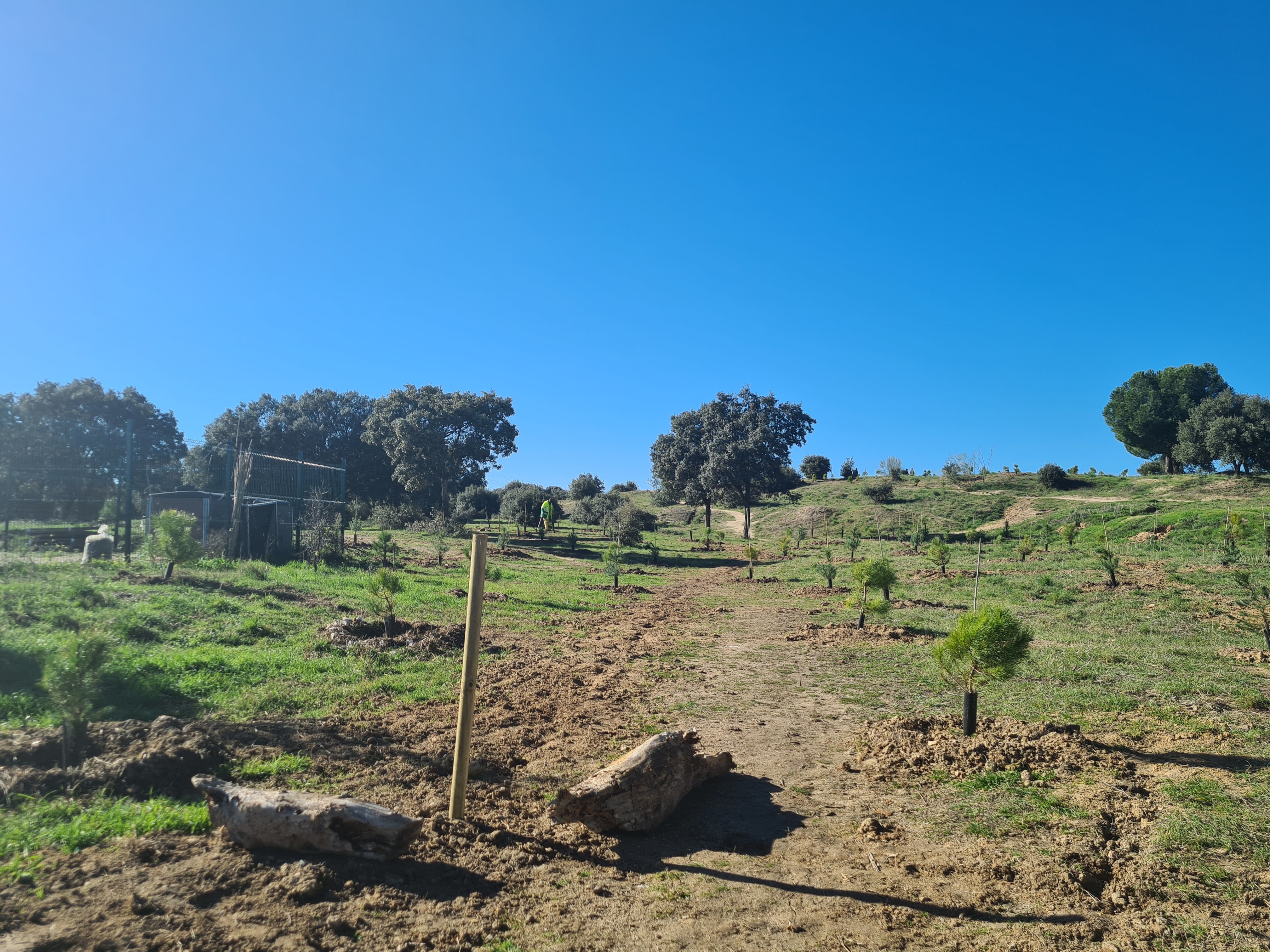 Plantación bosque SIGAUS en Tres Cantos