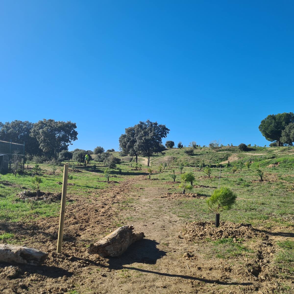Los escolares de Tres Cantos se involucrarán en la creación del bosque urbano SIGAUS