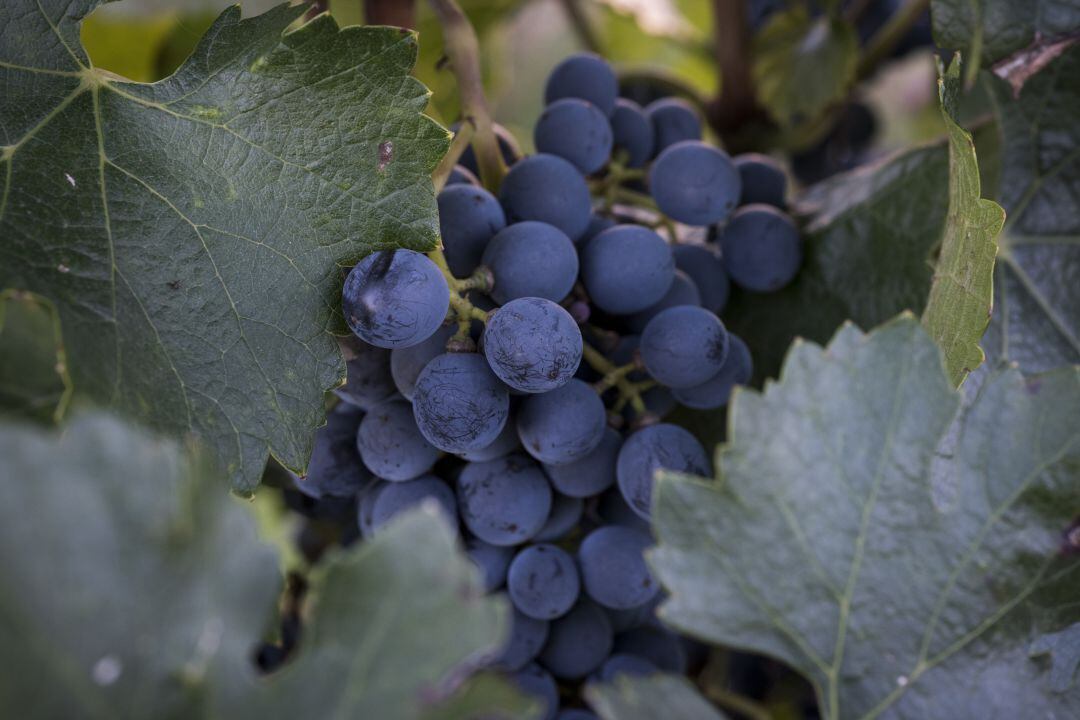 Uvas garnachas 