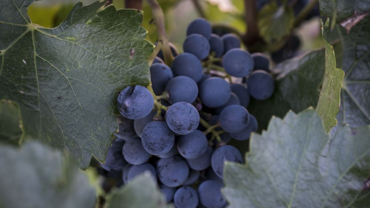 Garnacha en Navarra (06/05/2022)