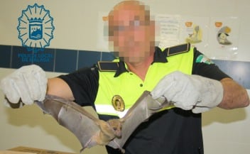 Murciélago recuperado