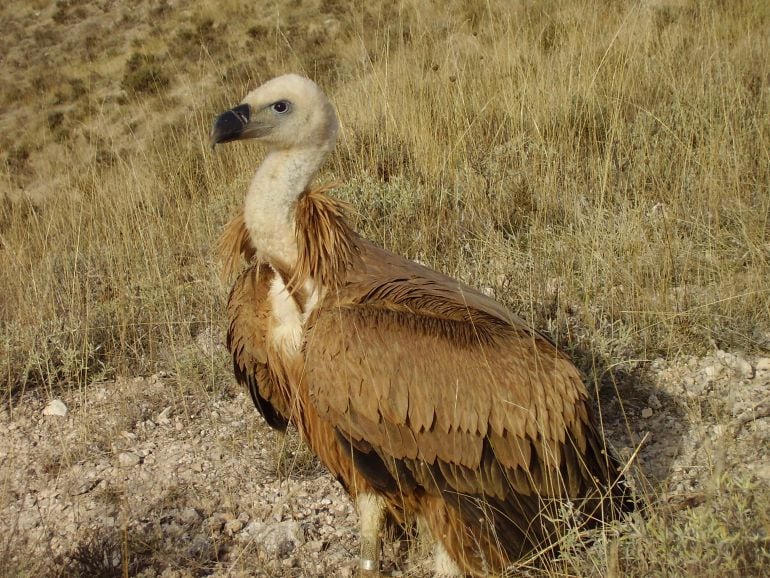 Ejemplar de buitre leonado