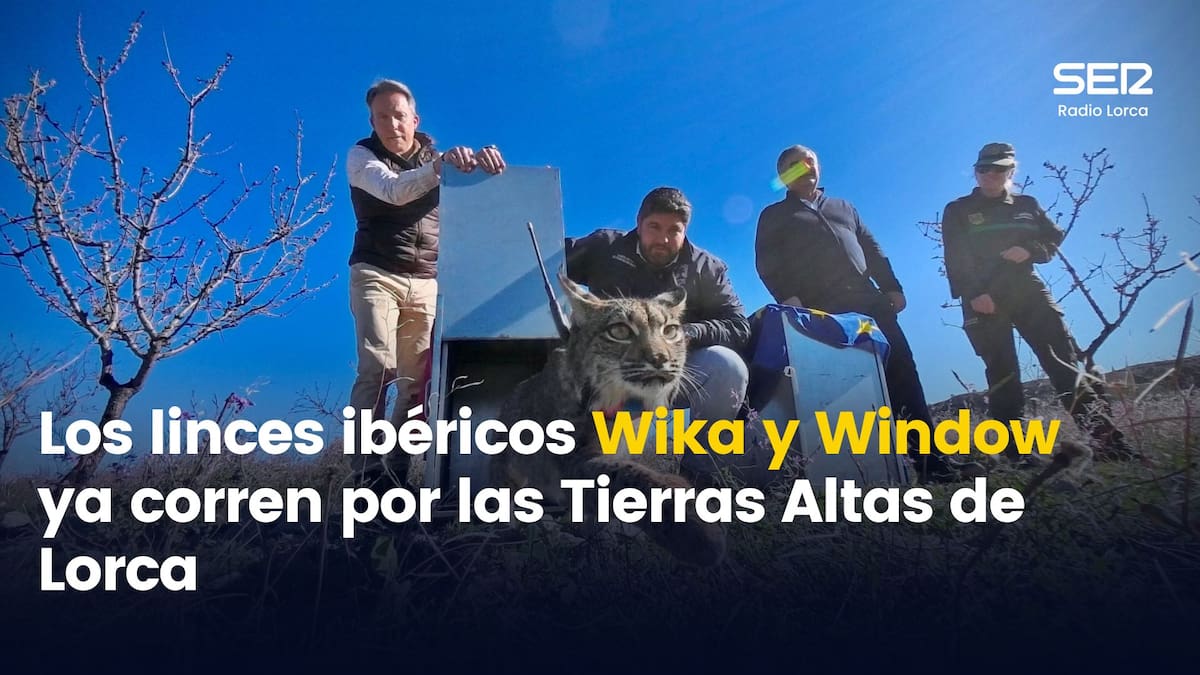 Los linces ibéricos Wika y Window ya corren por las Tierras Altas de Lorca