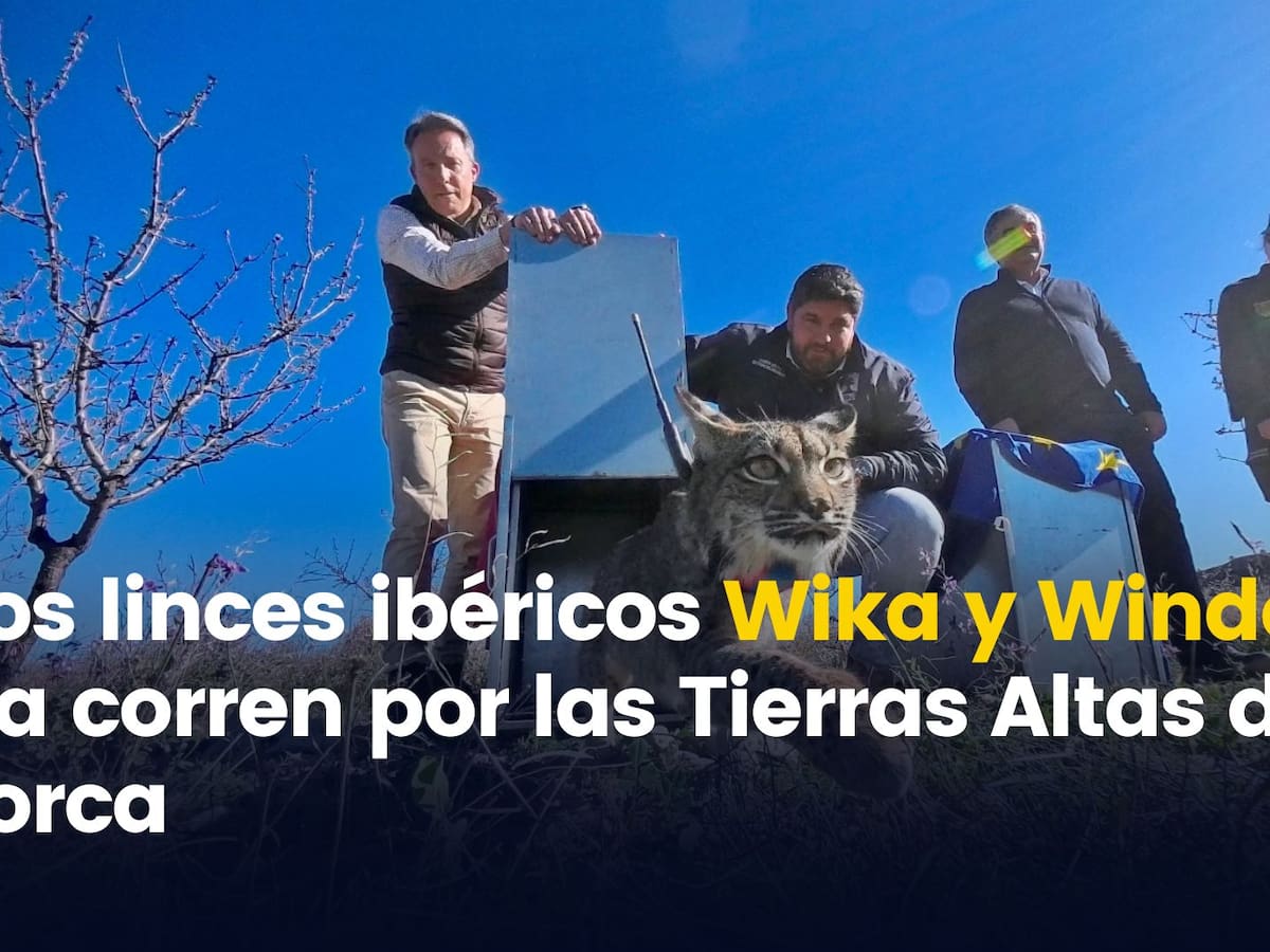 Los linces ibéricos Wika y Window ya corren por las Tierras Altas de Lorca