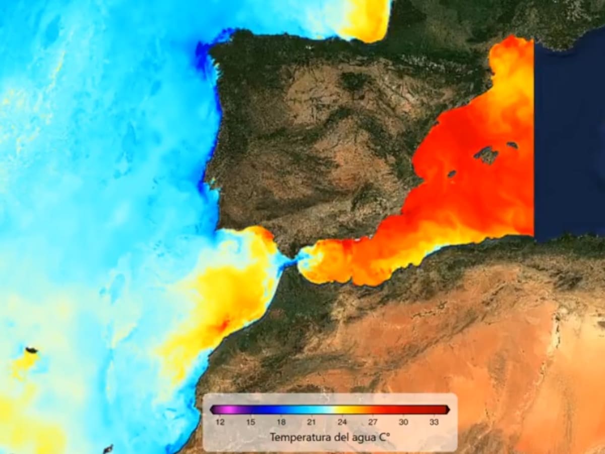 Entrevista Paco Franco, director de la cátedra Ciencias del Litoral de la universidad de Málaga