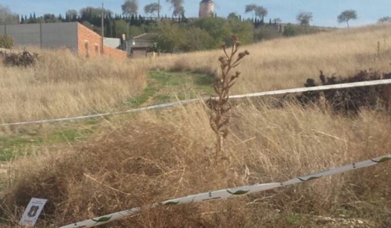 La zona en la que aparecieron los perros muertos