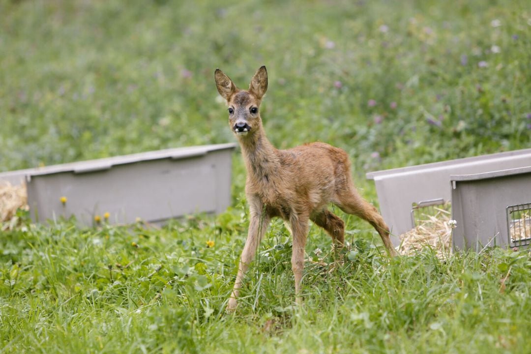 Un cabirol a Andorra.