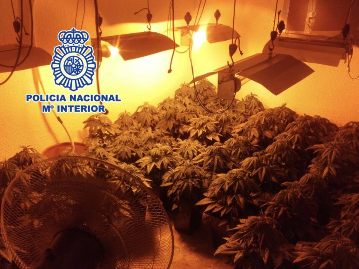 Incautan 256 plantas de marihuana en pisos a nombre de fallecidos en La Palma