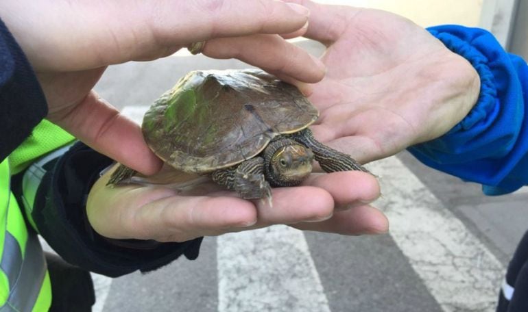 El animal encontrado en la carretera