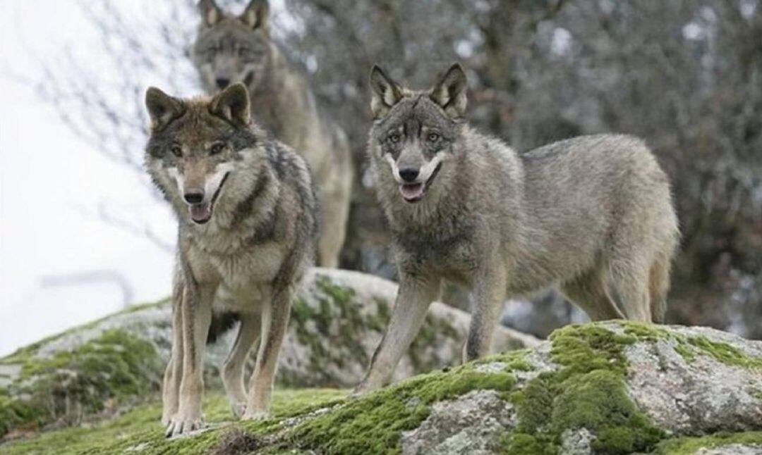 El lobo dejará de ser especie cinegética al norte del Duero 