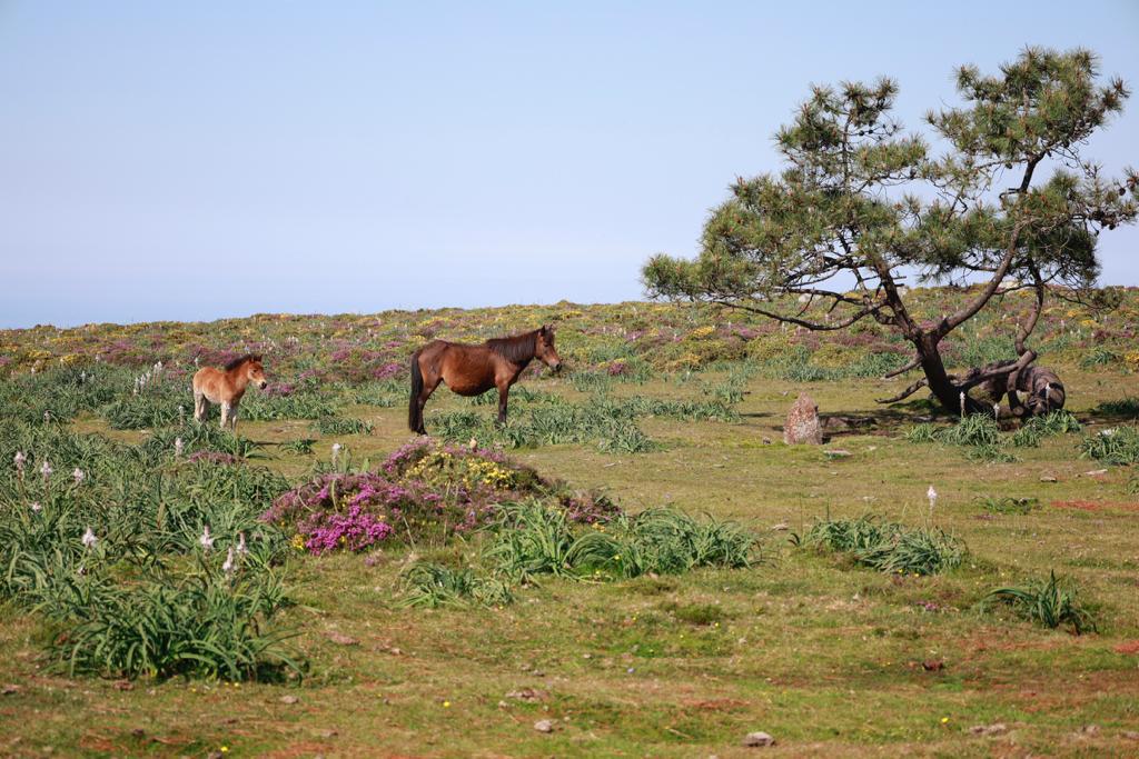 Caballos en la Serra da Groba