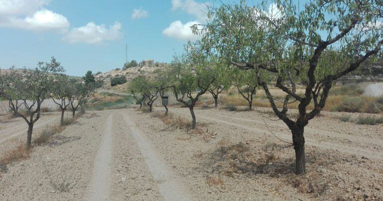 Cultius d'ametllers de secà afectats per la falta d'aigua a Sant Martí de Maldà