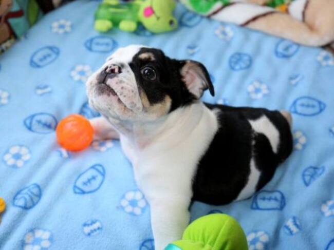 Bonsai en terapia para fortalecer sus músculos