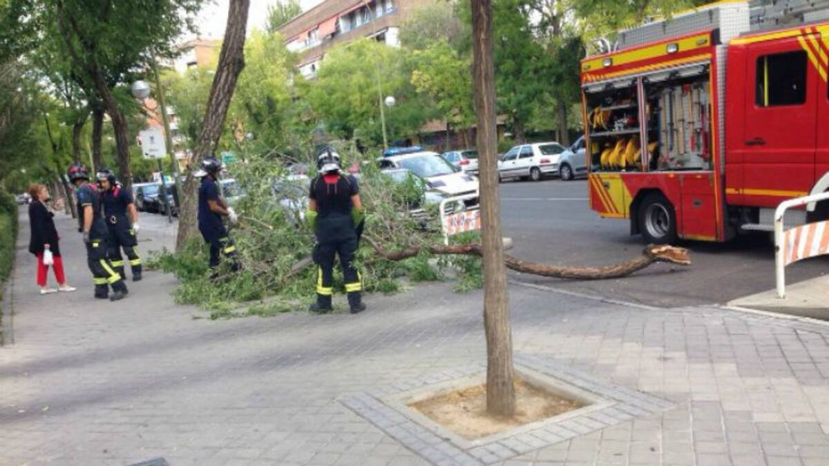 Cincuenta ramas caídas en tres días