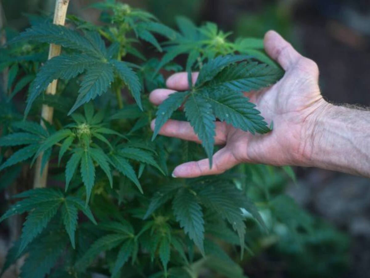 Así es el primer grado centrado en el estudio de la marihuana