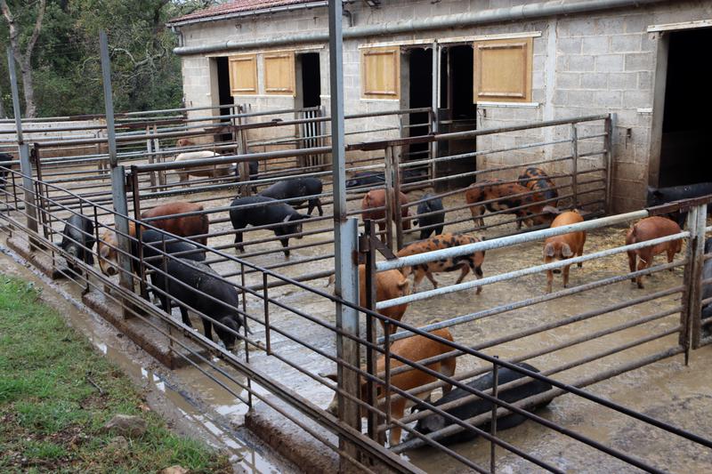Una granja ecològica de porcs