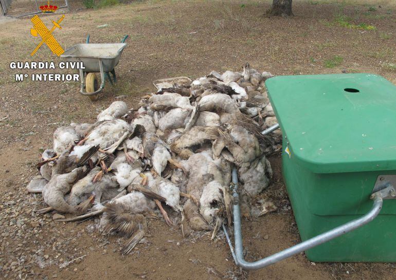 Animales muertos encontrados por la Guardia Civil.