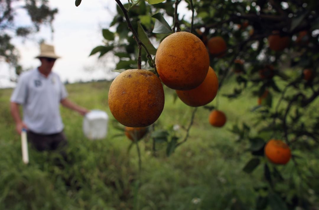 En Florida el 80% de la producción de cítricos se ha visto afectada por el HLB