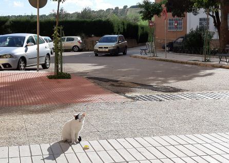 Imagen de un gato callejero en la barriada de Santa Ana