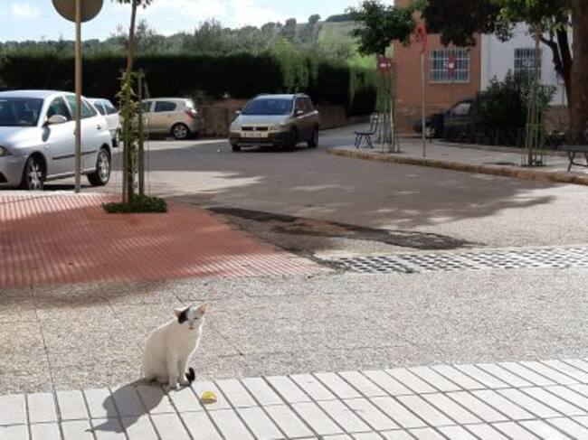 Imagen de un gato callejero en la barriada de Santa Ana