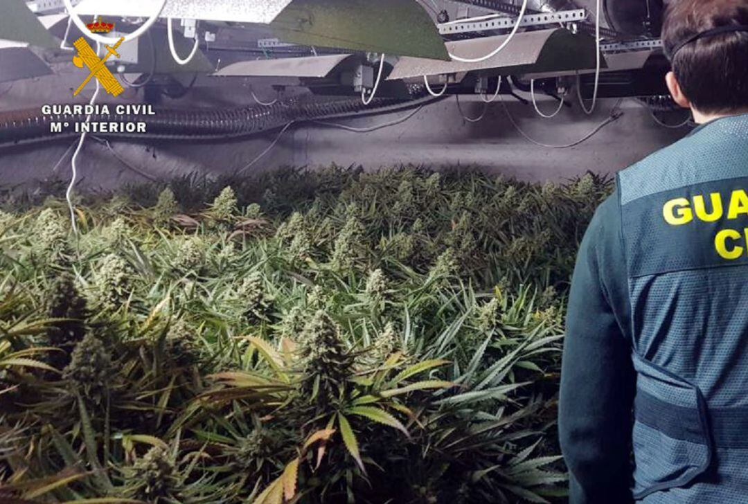 Plantación indoor de marihuana en una vivienda de Suesa, en Ribamontán al Mar