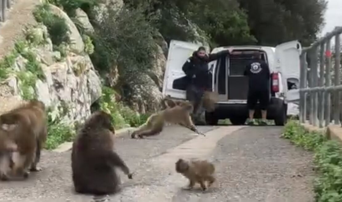 Suelta del mono en Gibraltar