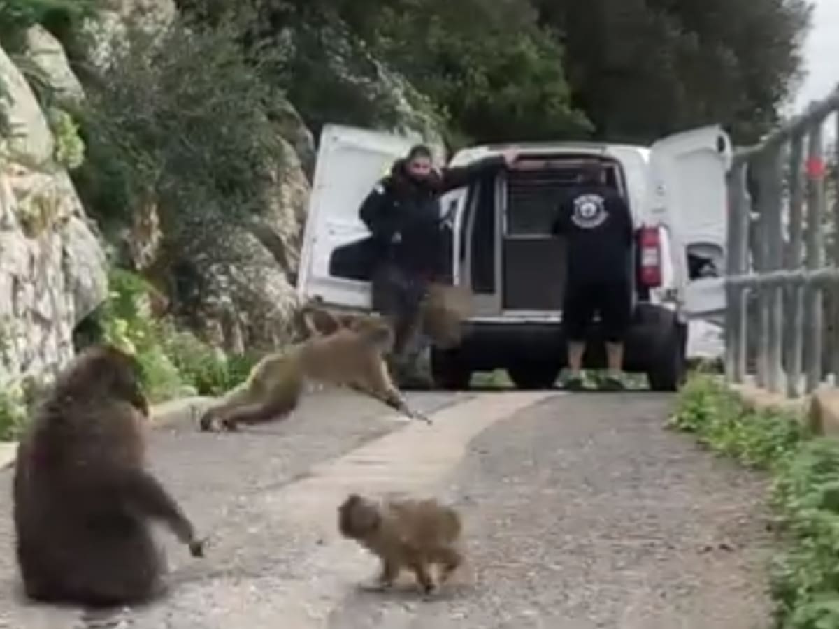 El mono que se escapó de Gibraltar vuelve a su reserva natural