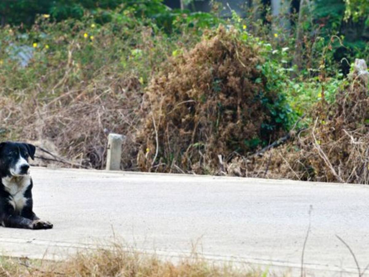 A disposición judical acusado de la muerte de su perro