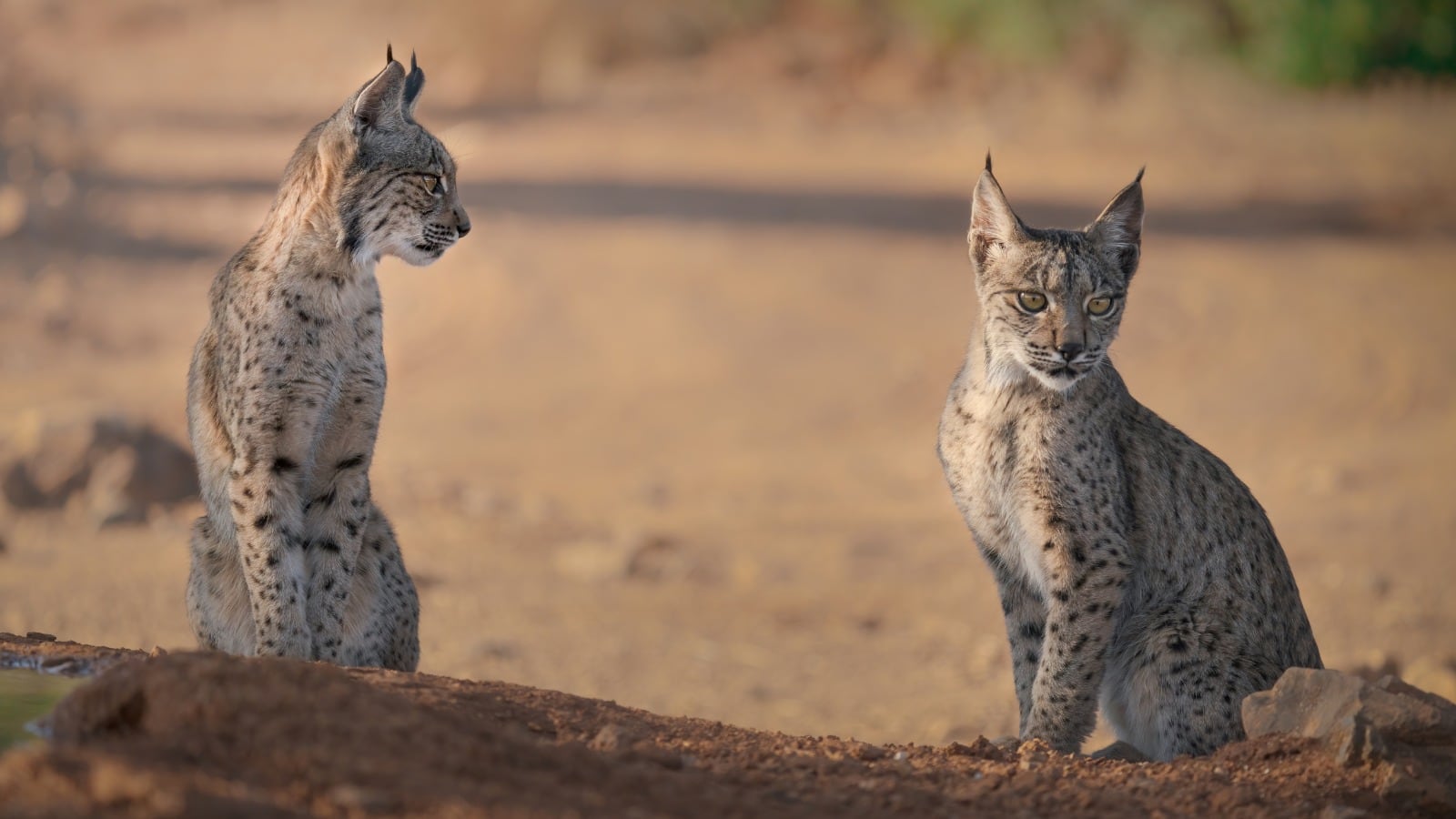 Aumenta la población de lince ibérico.