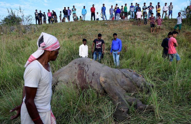 Un grupo de personas se acercan al cadaver de un elefante en la India. 