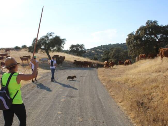 Una de las voluntarias espanta al ganado para poder continuar con el camino