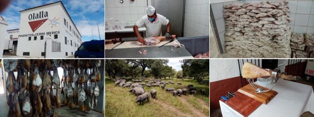 De izquierda a derecha y de arriba a abajo, fábrica de la marca Olalla, preparación del producto, fase de salado, secadero, cerdos en la dehesa y el producto final