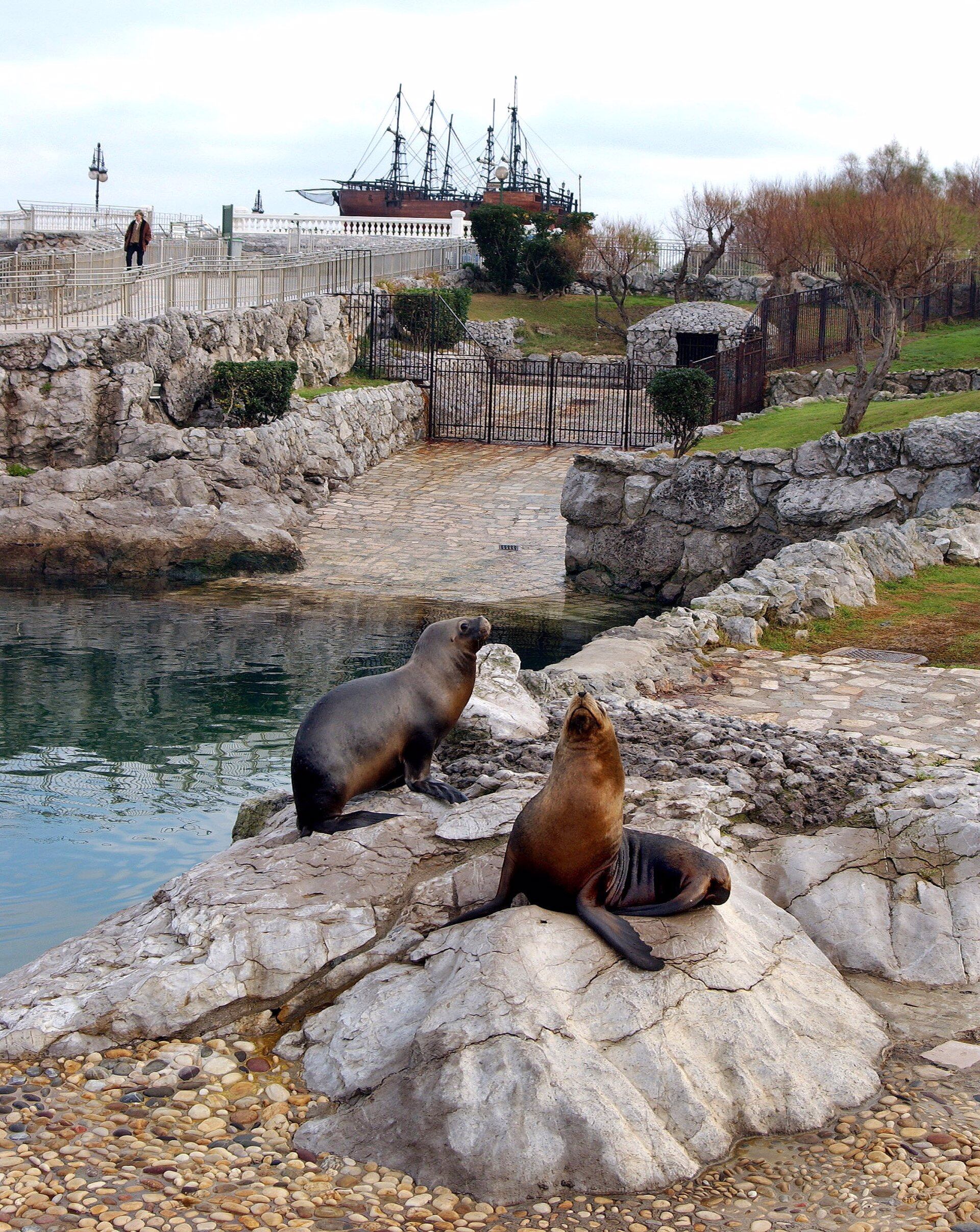 Focas del minizoo de La Magdalena - AYUNTAMIENTO - Archivo