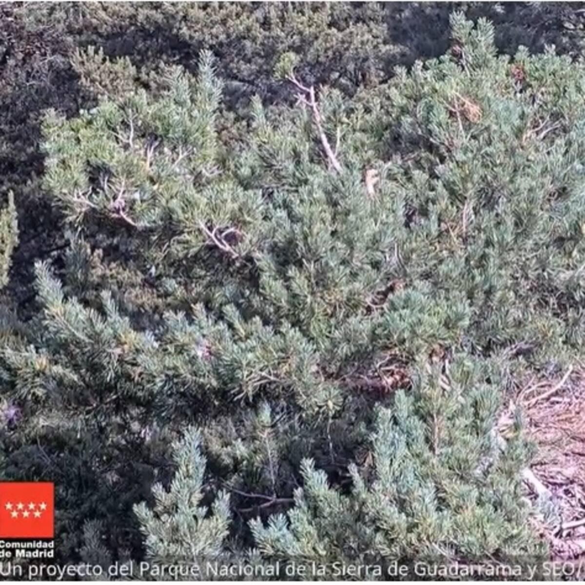 Vuelve la vida en directo desde un nido de buitre negro en el Parque Nacional de la Sierra de Guadarrama