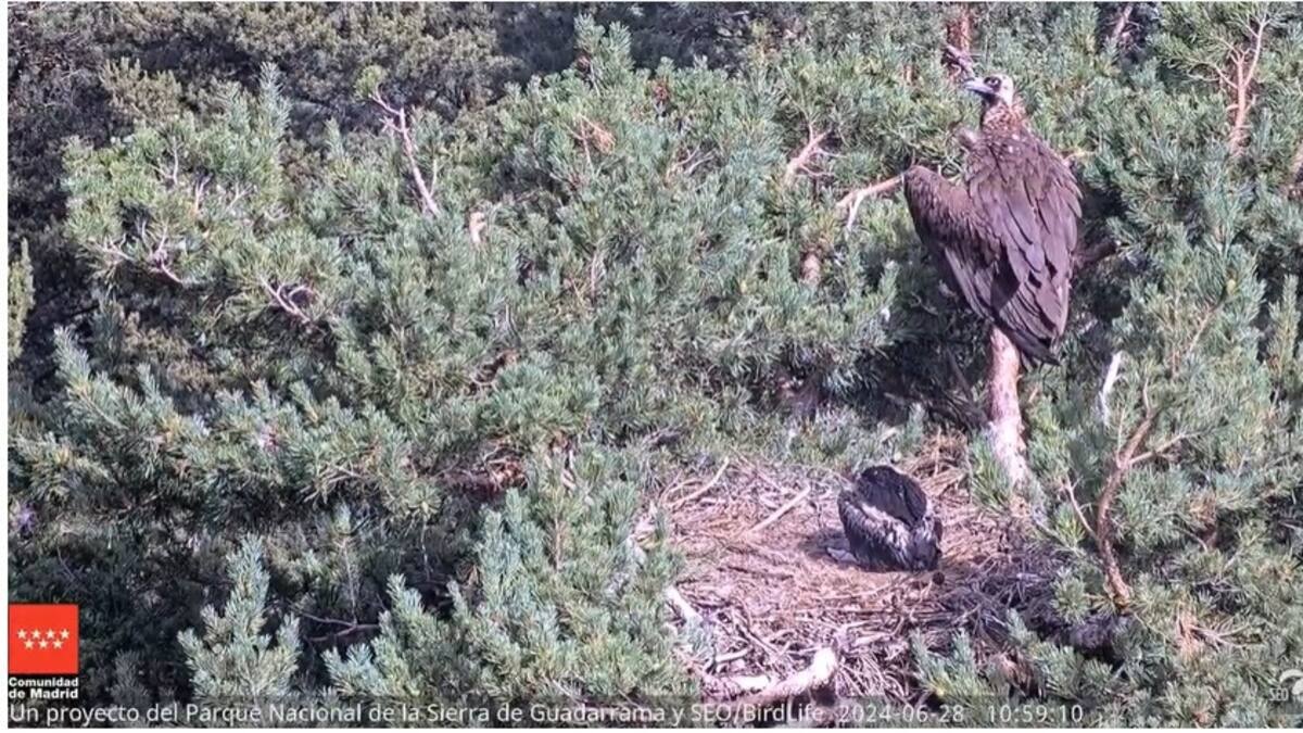 Hablamos con Juan Carlos del Moral, Coordinador de Ciencia Ciudadana de SEO Birdlife, sobre la webcam de observación del buitre negro
