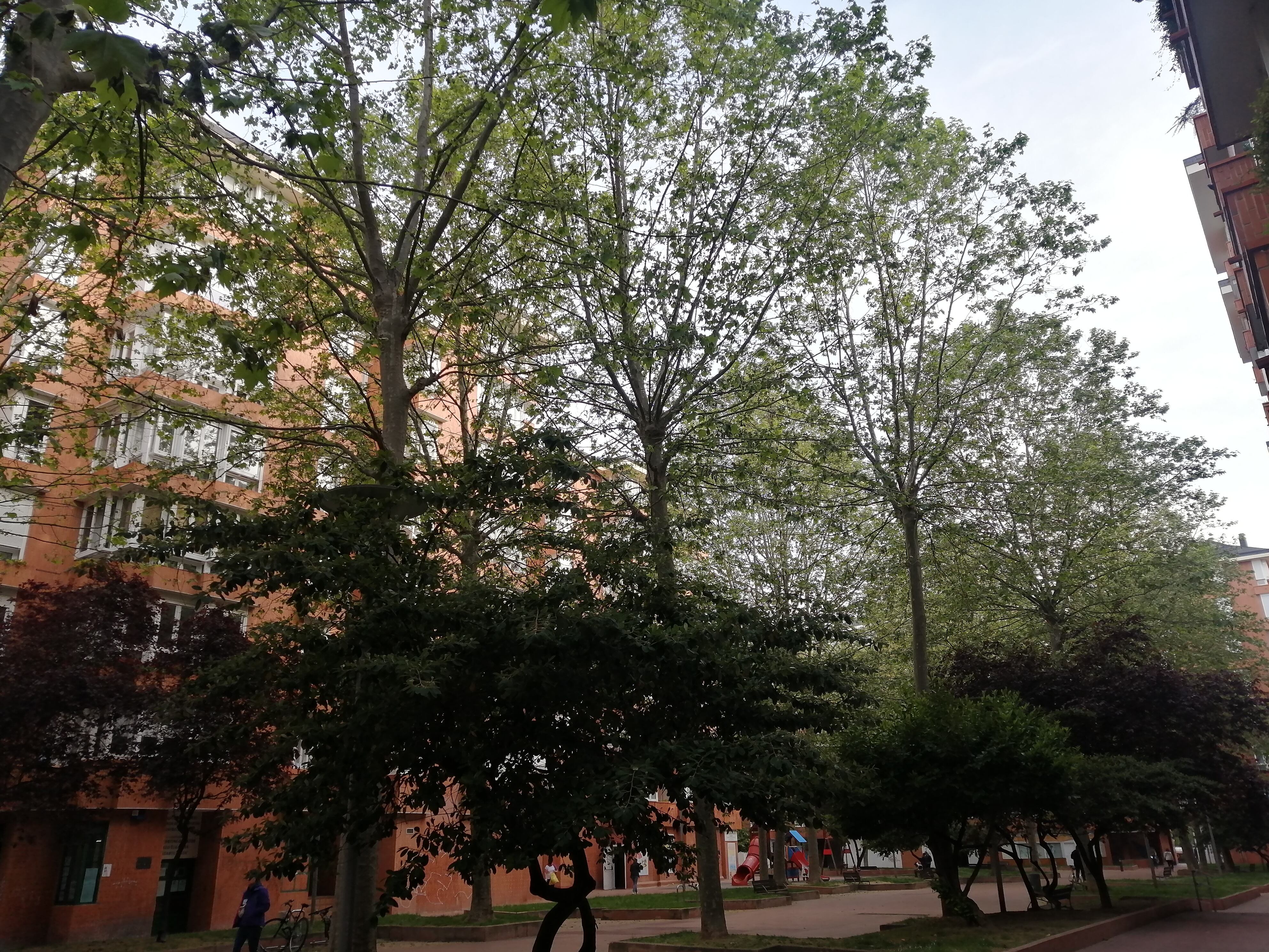 Una de las principales quejas de los vecinos es la falta de luz natural en sus casas por las copas frondosas