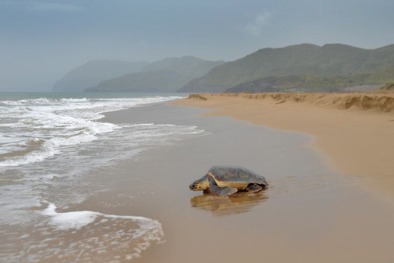 Ejemplar de tortuga boba en las costas de la Región de Murcia. CARM