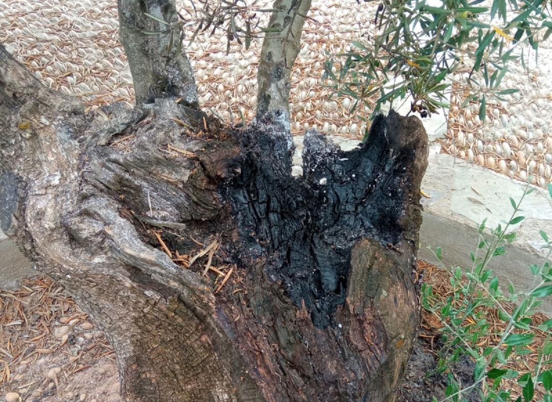 Así ha quedado uno de los dos olivos centenarios contra los que han atentado esta madrugada en la localidad de Carboneros