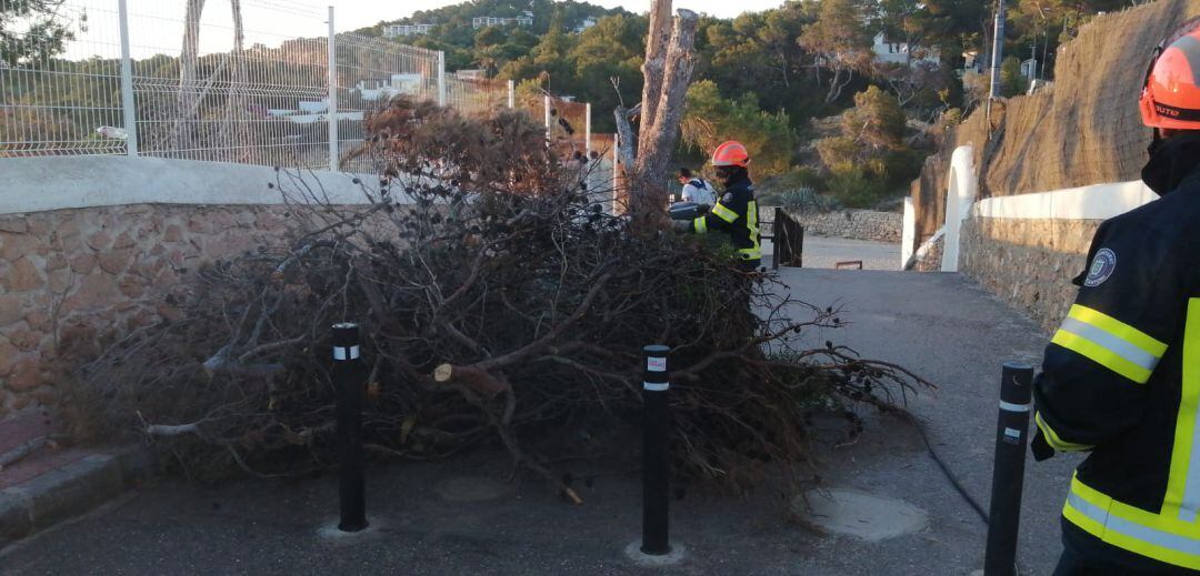 Los agentes retiraron ramas para una posible hoguera