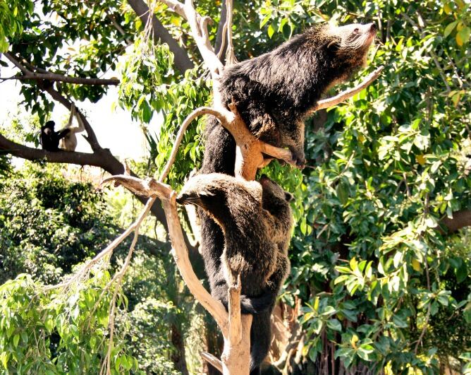 Nuevos nacimientos en el Zoo Bioparc de Fuengirola