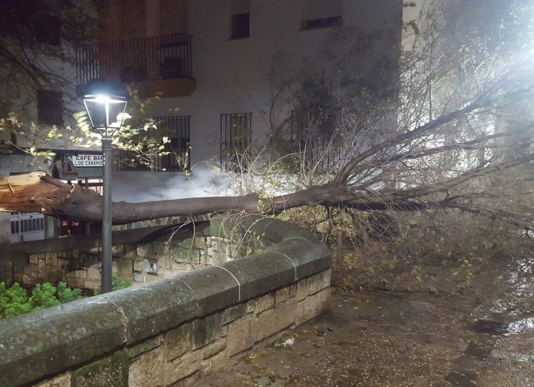 Árbol caído en Jaén